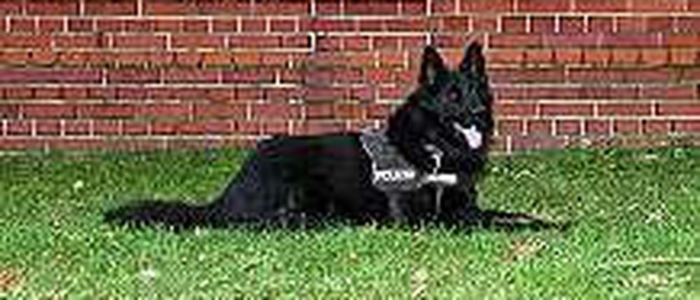 Der Held der Stunde: Polizeihund "Baron"