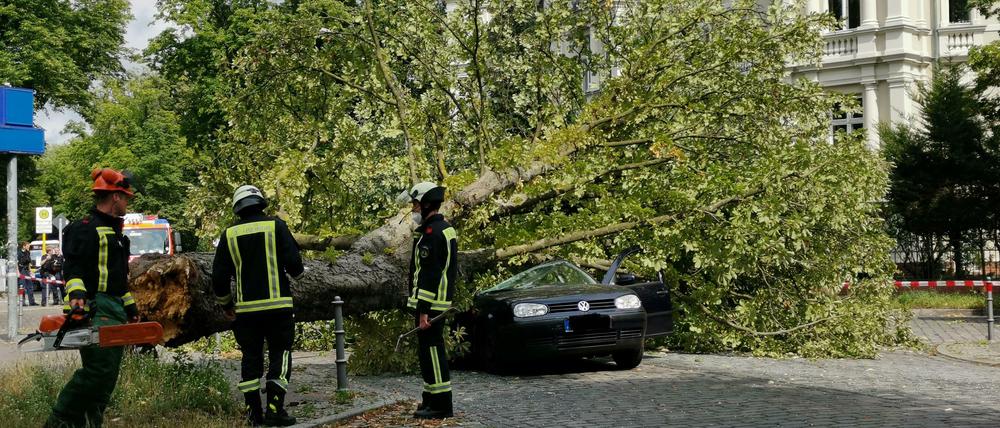 Der Baum beschädigte das Auto starkt.