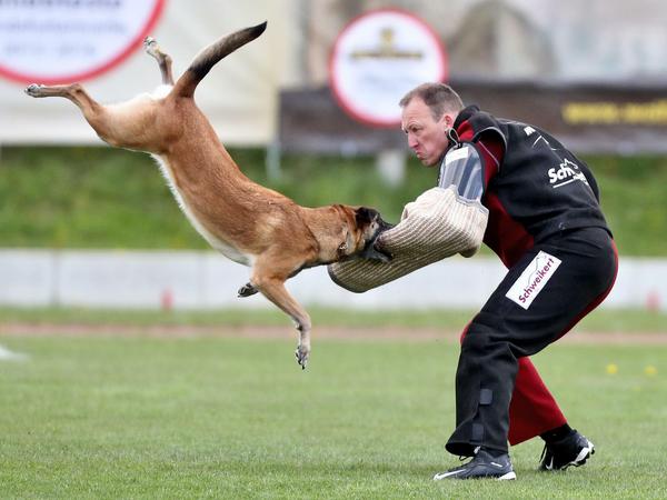 Der Malinois "Pege vom Further Moor" bei der Weltmeisterschaft der Belgischen Schäferhunde 2017 in Halle/Saale (Sachsen-Anhalt). 