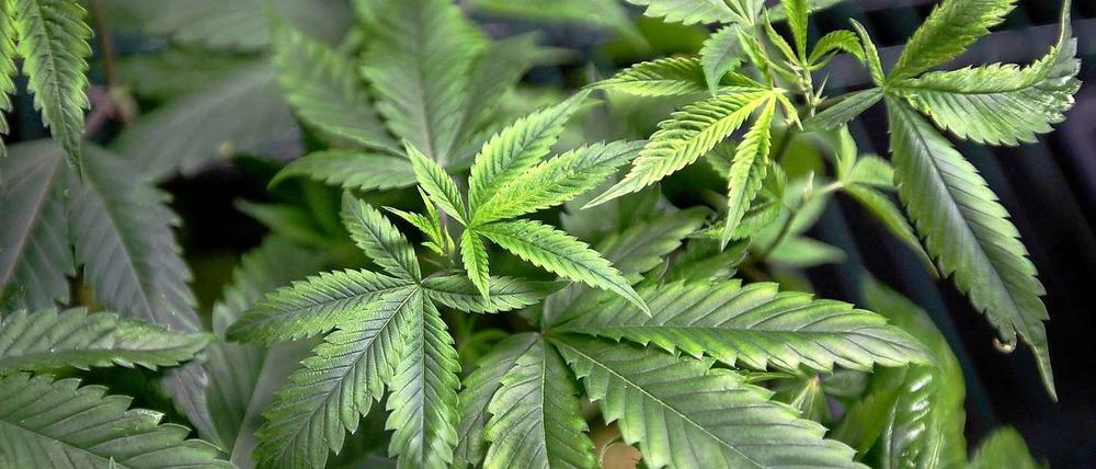 Cannabis - eine Heilpflanze?
