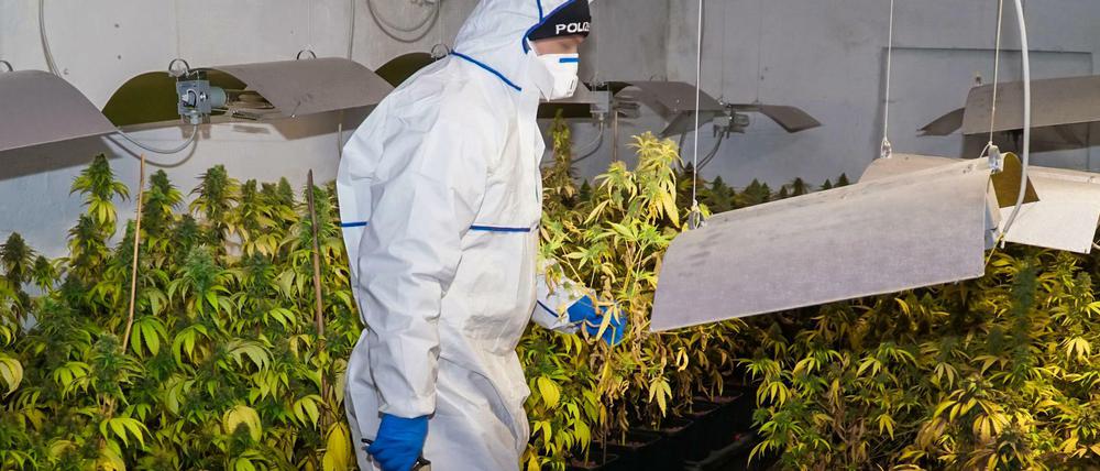 Großer Cannabisfund. Ein Krippobeamter stellt Pflanzen zur Beweissicherung sicher.