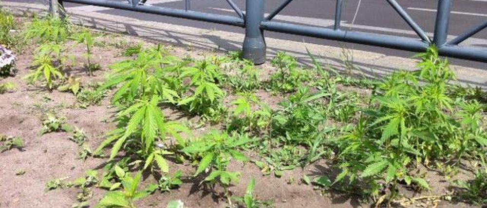 Entfernt: Die Polizei grub die Cannabis-Pflanzen am Kottbusser Tor wieder aus.
