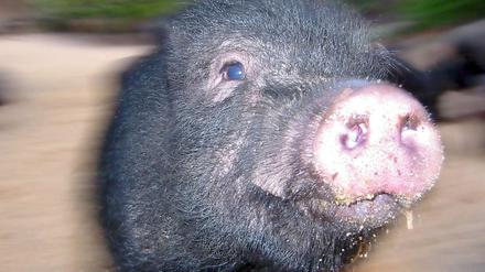 Hängebauchschweine stammen aus Asien, fühlen sich aber auch hierzulande ganz wohl.