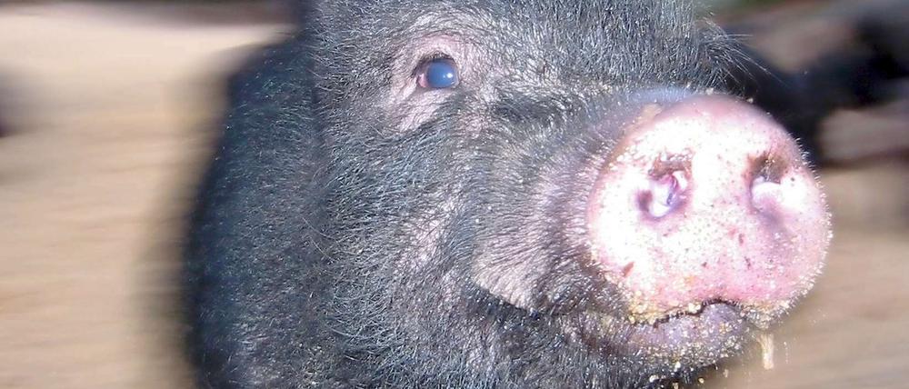 Hängebauchschweine stammen aus Asien, fühlen sich aber auch hierzulande ganz wohl.