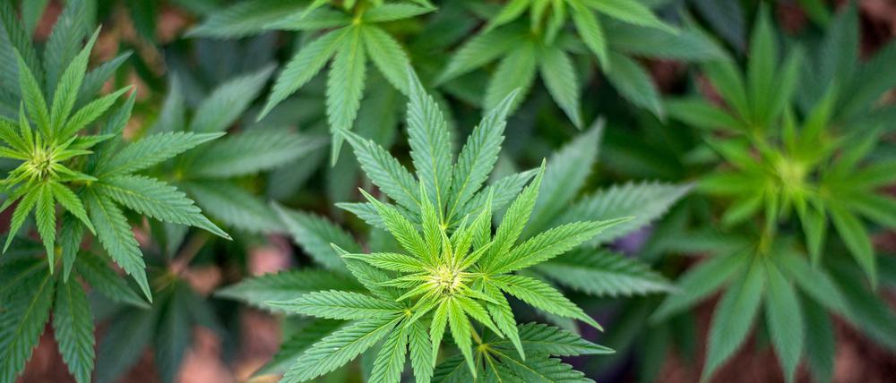 Cannabispflanze (Symbolfoto)