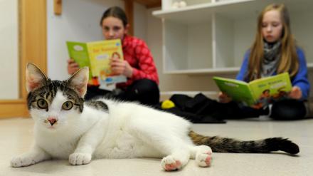 Kinder lesen Katzen vor ist ein bundesweites Projekt – hier lesen die Schülerinnen Saskia und Lily im Bremer Tierheim.