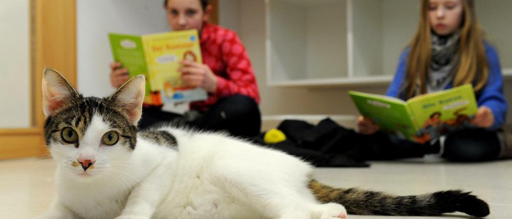 Kinder lesen Katzen vor ist ein bundesweites Projekt - hier lesen die Schülerinnen Saskia und Lily im Bremer Tierheim.