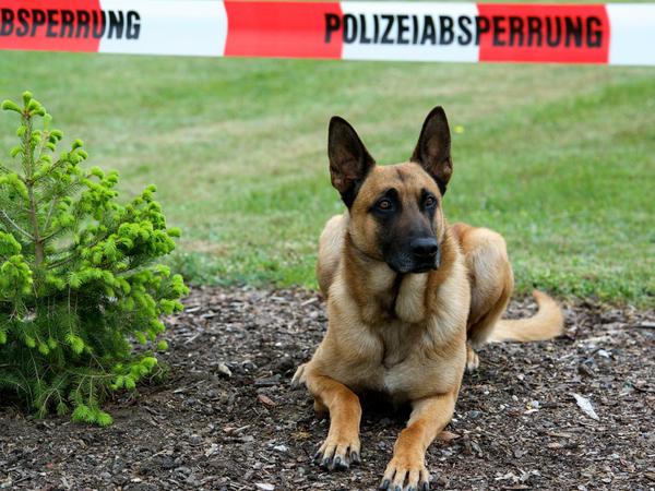Auch ein Malinois. Dieser Hund war im Dienst der Brandenburger Polizei. 