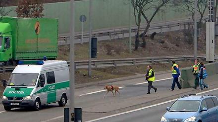Unterwegs auf der Autobahn: Der Spürhund der Polizei.