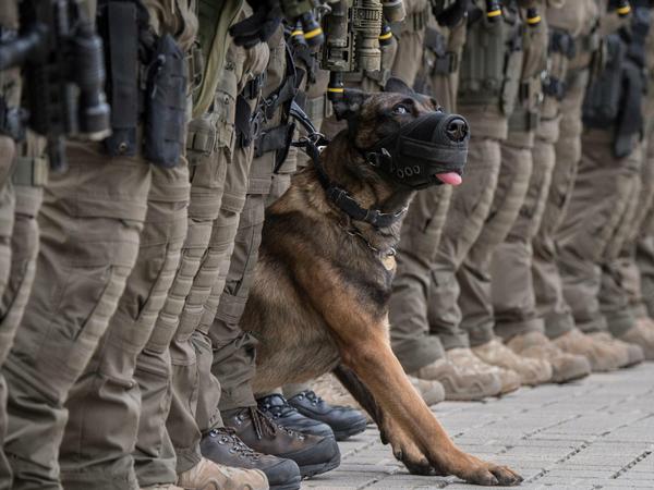 Der belgische Schäferhund "Whisky" ist im Dienst des Spezialeinsatzkommandos (SEK) der Polizei Frankfurt am Main (Hessen). 
