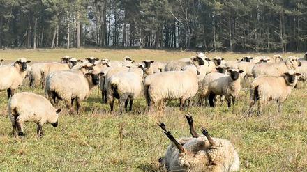Ein Schaf liegt am auf einer Weide bei Kolrep (Brandenburg) auf dem Rücken (Archivbild).