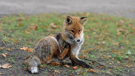 So friedlich und unversehrt wie dieses Tier, war der Fuchs am Montagnachmittag am Lichtenrader Damm nicht. 