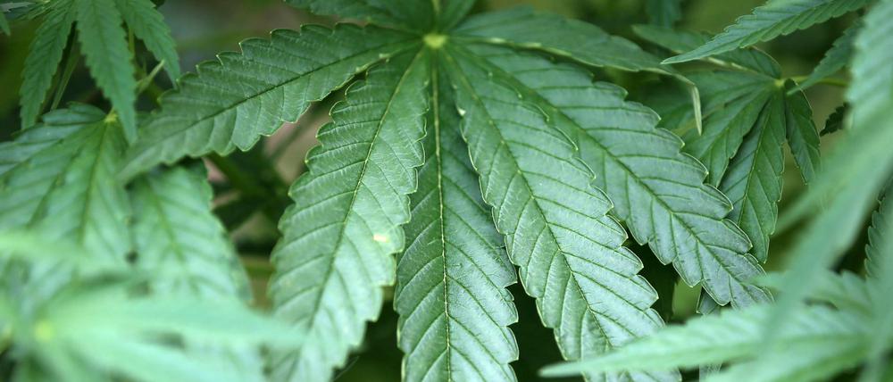 Über 300 Cannabispflanzen hat die Polizei in einem Keller in Rudow entdeckt. (Symbolbild)