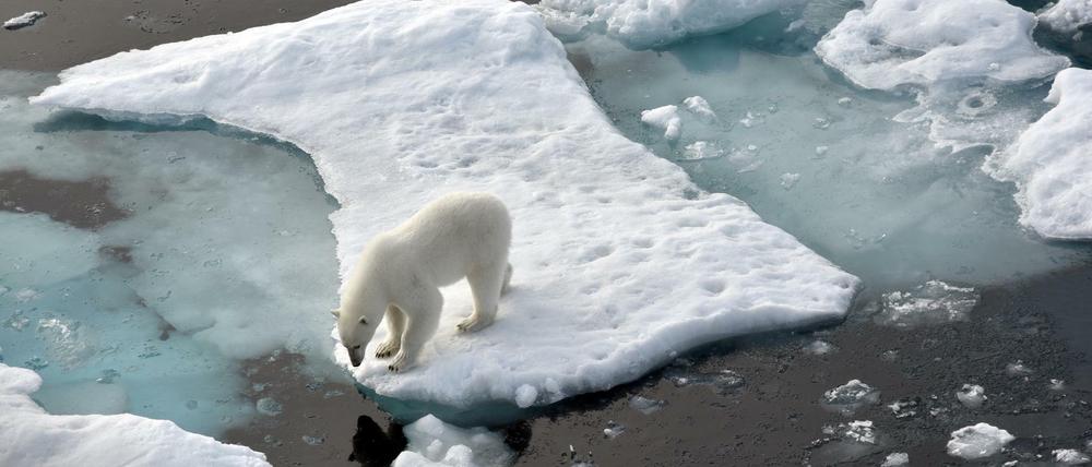 Ein Eisbär steht im Nordpolarmeer auf eine Eisscholle. 