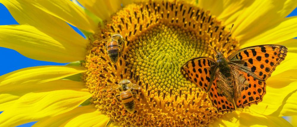 Auch die Bienen lieben den Sommer - und die Sonnenblume. Zum Bienenkenner wird man im Freilandlabor Marzahn.