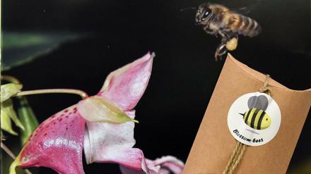 Die Schülerfirma hat diesen Kalender im Angebot sowie Blühkugeln, die in dieser Packung mit Bienenmotiv verkauft werden.