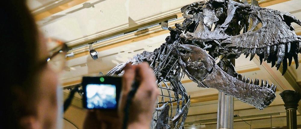 Kinder lieben ihn, Erwachsene auch: Im Naturkundemuseum gehört der Tyrannosaurus Rex zu den beliebtesten Fotomotiven - besonders in den Ferien.