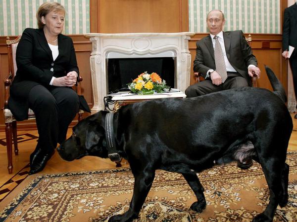 Zum Treffen mit Angela Merkel 2007 in Sotschi nahm Wladimir Putin seinen schwarzen Labrador Koney mit.