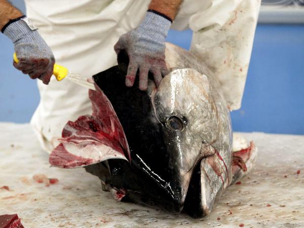 Die Männer, die den Thunfisch zerlegen, werden Schnarcher genannt, so klingen ihre Messer auf den Gräten.