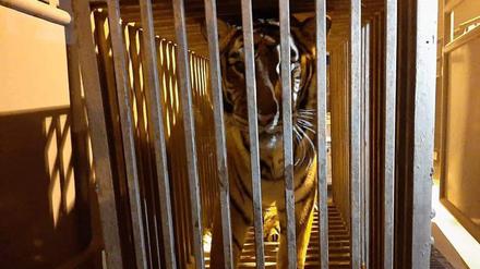 Dieses 17-jährige Tigerweibchen kam am 03.03.22 gemeinsam mit sechs Löwen und fünf weiteren Tigern aus einem Tierheim für misshandelte Tiere in der Nähe von Kiew in Polen an.
