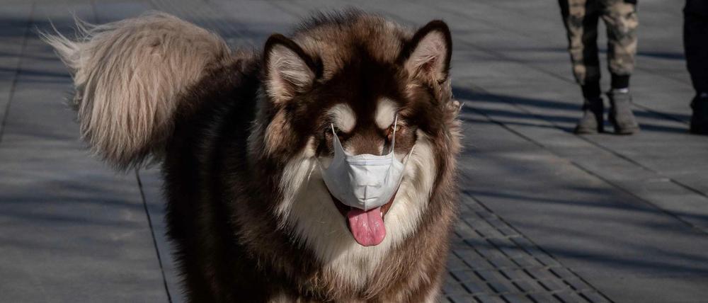Atemschutz auf vier Pfoten: ein Hund mit Maske in Peking. Für die Tiere ist das Tragen der Maske eine Qual. 