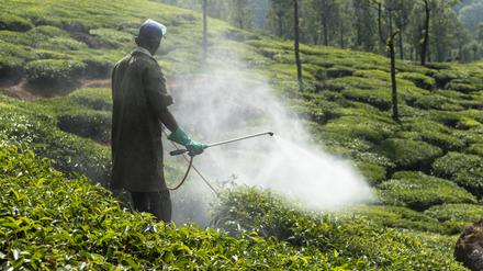 Einsatz von Pflanzenschutzmitteln auf einer Teeplantage in Indien.