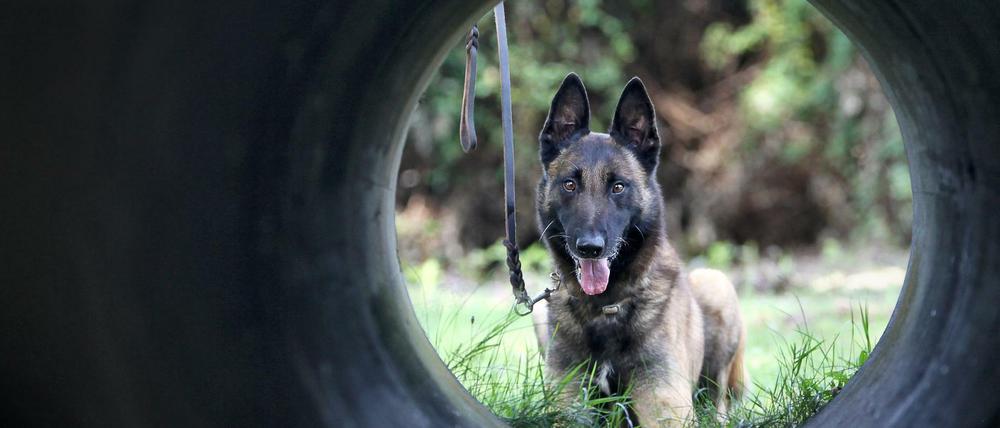 Ein Belgischer Schäferhund, der als Polizeihund eingesetzt wird. (Archivbild)