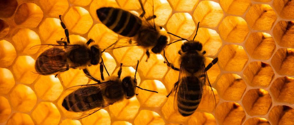 Honigbienen 