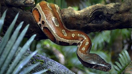Über das Leben des Python, nicht der, in freier Wildbahn ist erstaunlich wenig bekannt. Sogar die Lebensdauer kann nur geschätzt werden. 
