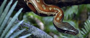 Über das Leben des Python, nicht der, in freier Wildbahn ist erstaunlich wenig bekannt. Sogar die Lebensdauer kann nur geschätzt werden. 