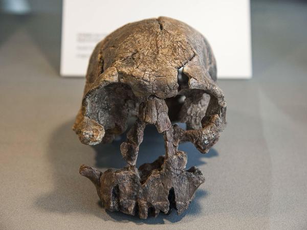  Kopie eines Schädel Homo rudolfensis, 2,4-1,8 Millionen Jahre alt, im Neanderthal Museum, Mettmann