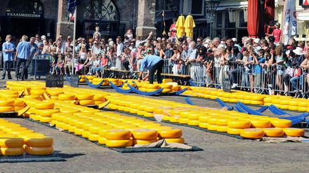 Alles Käse! Von April bis Anfang September findet in Alkmaar in den Niederlanden der große Käsemarkt statt. Ein Spektakel, das Touristen aus der ganzen Welt anzieht. 