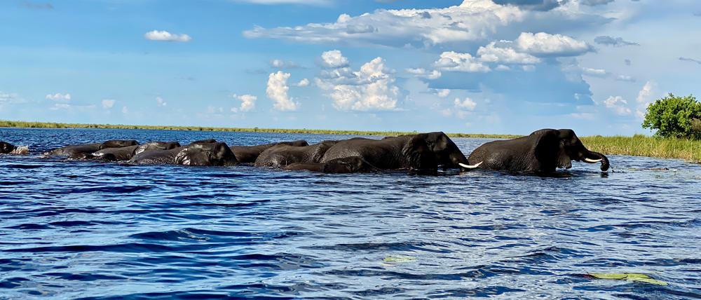 Elefanten schwimmen durch den Linyanti.