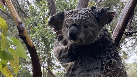 Ein Koala sitzt auf einem Baum in einem Gehege im Reptilienpark in Somersby, in das er während einer Sturzflut evakuiert wurde. 