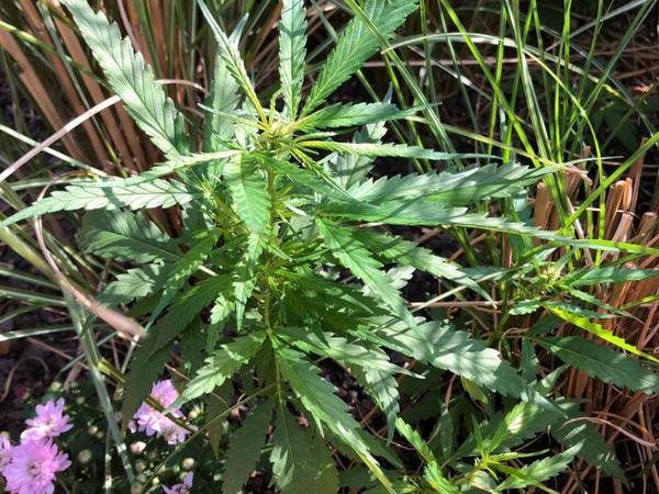 Urban gardening. Ein anonymer Nachbar pflanzte hingebungsvoll eine kleine Marihuana-Plantage in ein Parklet. Die Polizei erntete sie mit geräuschvoller Siehste-Geste aber wieder ab. 