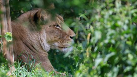 Raubtier. Löwin Kigali in ihrem Gehege im Leipziger Zoo. Sie und Löwenmännchen Majo hatten kürzlich bei einer blutigen Fütterung Zoogäste schockiert.