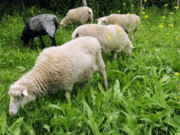 Wiese satt. Die Pommerschen Landschafe beim Rupfen. Ein Schaf frisst am Tag bis zu 20 Kilo Frischfutter. 