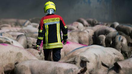 Ein Feuerwehrmann inmitten von geretteten Tieren. Die Brandursache ist weiterhin unklar.