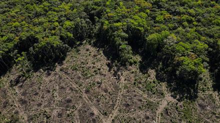 Eine Luftaufnahme zeigt eine abgeholzte Fläche des Amazonas-Regenwaldes im Bundesstaat Amazonas (Symbolbild).