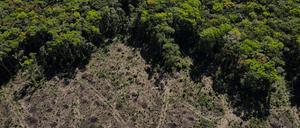 Eine Luftaufnahme zeigt eine abgeholzte Fläche des Amazonas-Regenwaldes im Bundesstaat Amazonas (Symbolbild).
