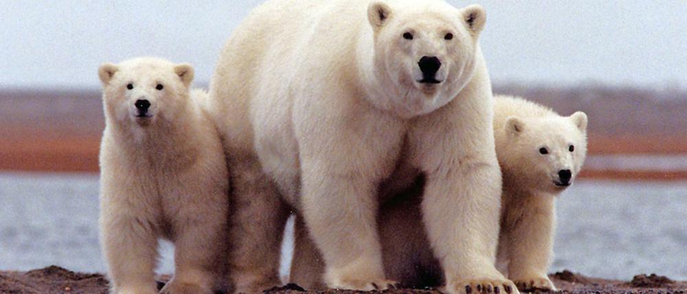 Wegen der Eisschmelze halten sich die Eisbären (hier Tiere in Alaska) länger an Land auf.