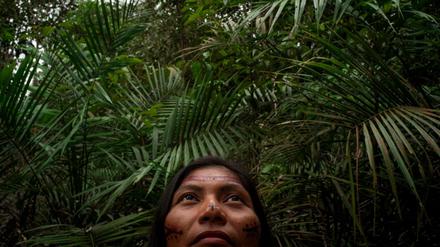 Der Regenwald in Brasilien schrumpft stark