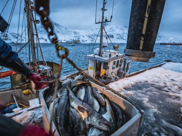 Hier ist der Wildfang noch erlaubt: Kabeljau, gefischt in arktischen Gewässern. 