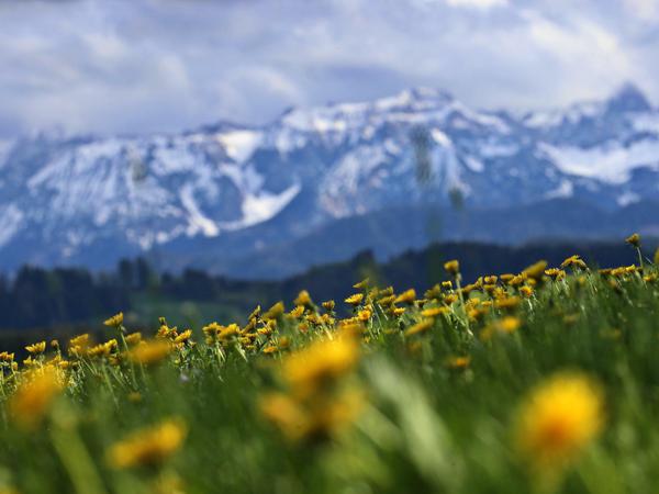 Pflanzen wachsen wegen des Klimawandels in den Alpen in immer höheren Lagen