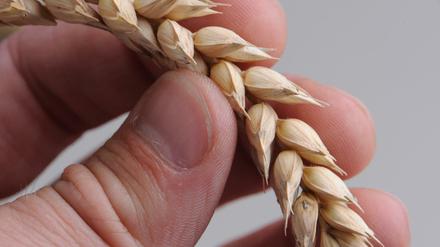 Ähre des Argwohns. Viele Menschen misstrauen mittlerweile dem Weizenkorn, weil es Gluten enthält.