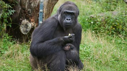 Nachwuchs im Krefelder Zoo: Bereits am 14. Juli hat Gorilla-Frau "Muna" ihren Jungen geboren.