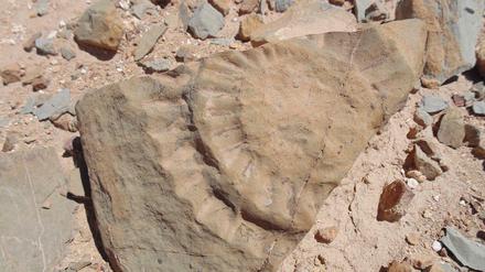 2015 entdeckten Forscher ein Fossil eins Flugsauriers in der Atacama-Wüste in Chile.