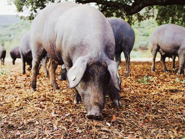Die Schweine der "Raza Iberico" (auch als "Pata Negra" bekannt) sind drahtig, sehr kompakt, mit dunklem Fell und schwarzer Klaue