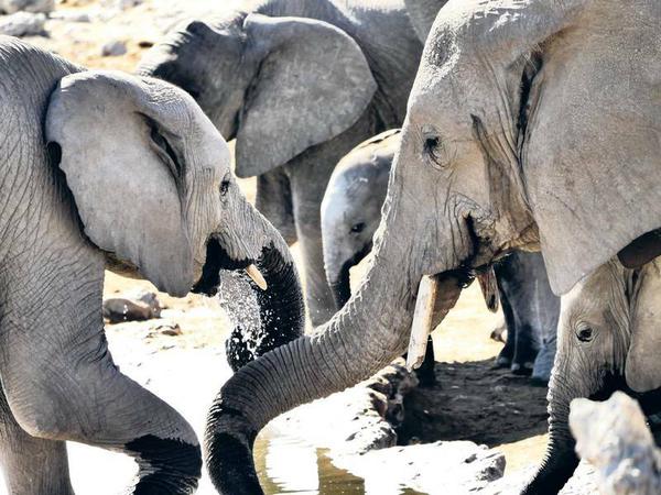 Näher dran am Wasserloch. Eine Elefantenherde erfrischt sich im Etosha-Nationalpark, der so groß ist wie Hessen.