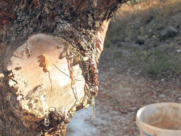 Tröpfchenweise. An Bäumen wie diesem werden auf Chios jedes Jahr bis zu 130 Tonnen Mastix geerntet.